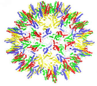 Biocatalysis Immobilization Biocatalysis Immobilization